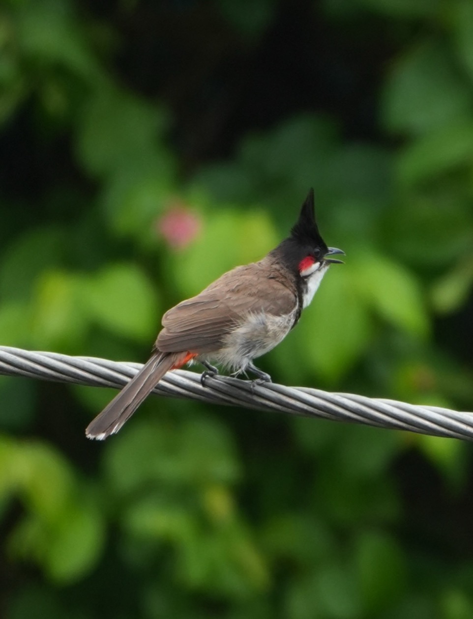 Red-whiskered Bulbul